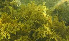 Xiphophora chondrophylla