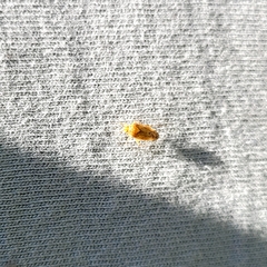 Chinamiris aurantiacus