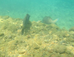 Chirodactylus spectabilis