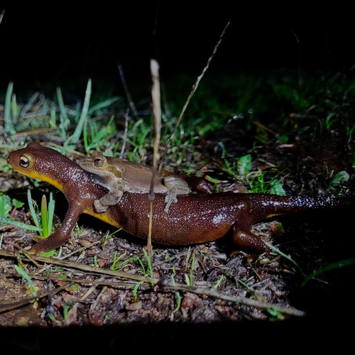 Pacific chorus frog photographed in California