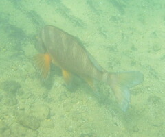 Chirodactylus spectabilis