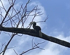 Anthracoceros marchei