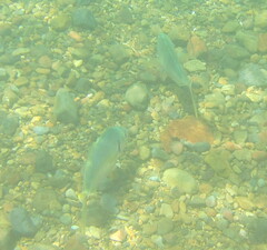 Pseudocaranx georgianus