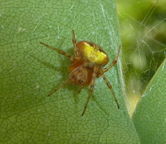 Araneus albotriangulus
