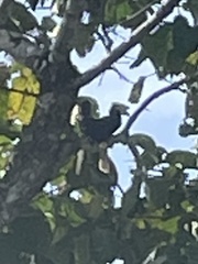 Anthracoceros marchei