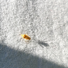 Chinamiris aurantiacus