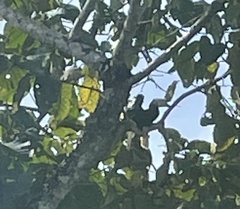 Anthracoceros marchei