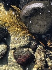 Phyllospora comosa