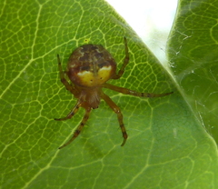 Araneus albotriangulus