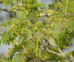 Albizia amara