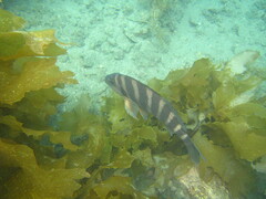 Chirodactylus spectabilis