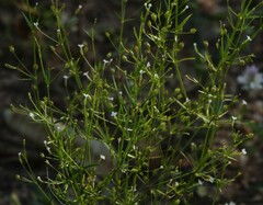 Oldenlandia herbacea