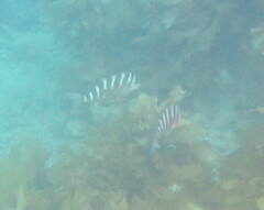 Chirodactylus spectabilis