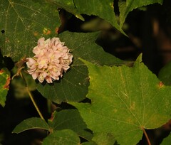 Hibiscus mutabilis