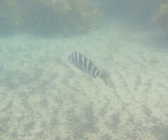 Chirodactylus spectabilis