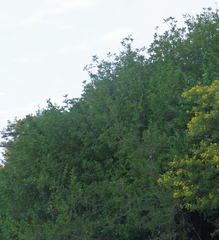 Hippobromus pauciflorus
