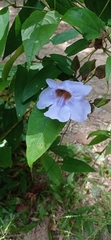 Thunbergia laurifolia