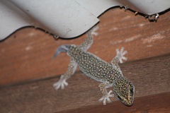 Oedura tryoni