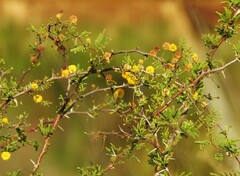 Vachellia farnesiana
