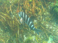 Chirodactylus spectabilis