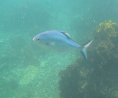 Scorpis violacea