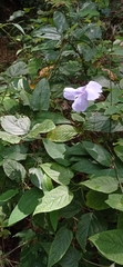 Thunbergia laurifolia