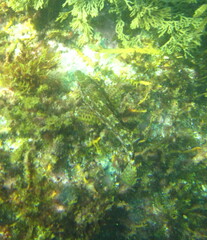 Chironemus marmoratus