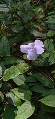 Thunbergia laurifolia