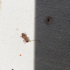 Cerambycoidea