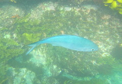 Scorpis violacea