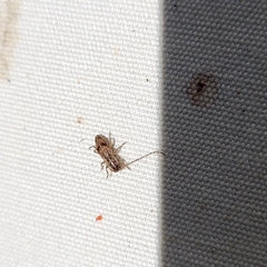 Cerambycoidea