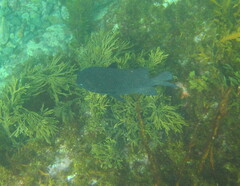 Parma alboscapularis