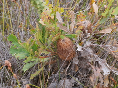 Banksia quercifolia