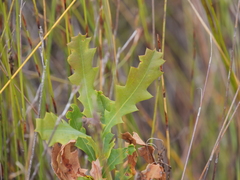 Banksia quercifolia