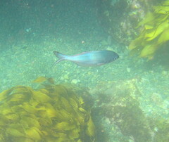 Scorpis violacea