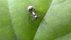 Sphecotypus