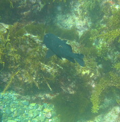 Parma alboscapularis