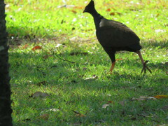 Megapodius reinwardt