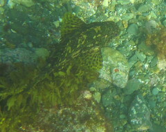 Chironemus marmoratus