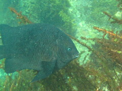 Parma alboscapularis