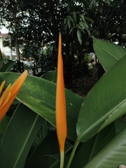 Heliconia