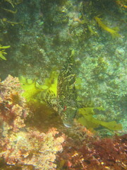 Chironemus marmoratus