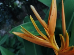Heliconia