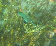 Chironemus marmoratus