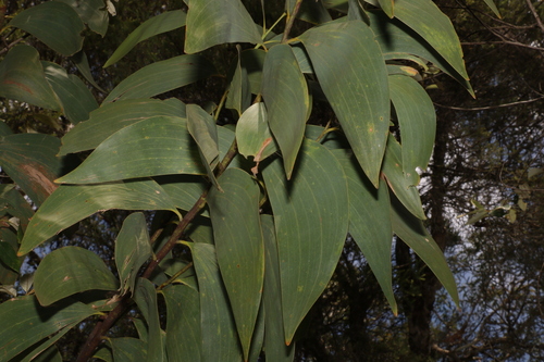 Image of Acacia aulacocarpa by (c) Greg Tasney, some rights reserved (CC BY-SA)