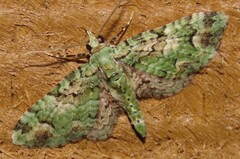 Pasiphila semochlora