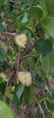 Syzygium aqueum