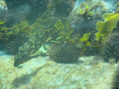 Chironemus marmoratus