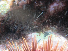 Notoclinops segmentatus