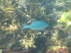 Scorpis violacea